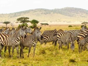 Africa – Amazing African Safari